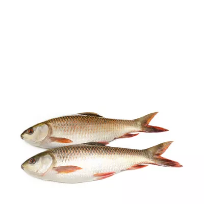 Rohu Fish Processed